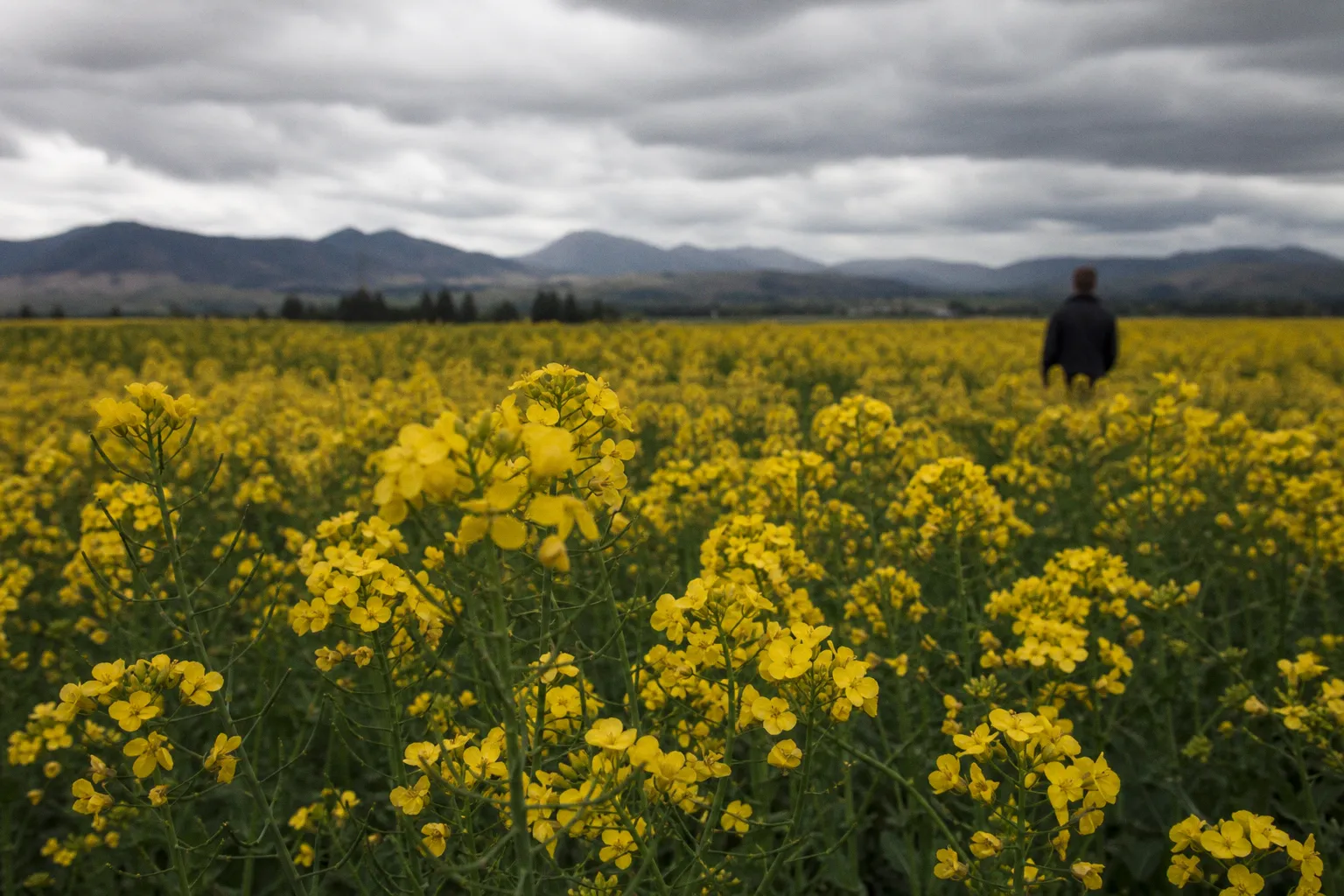 New Zealand Dollar declines on weaker commodity prices, RBNZ policy uncertainty